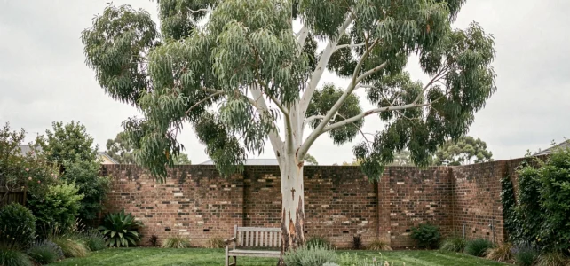 Top des arbres efficaces pour repousser naturellement les moustiques dans votre jardin Top des arbres efficaces pour repousser naturellement les moustiques dans votre jardin