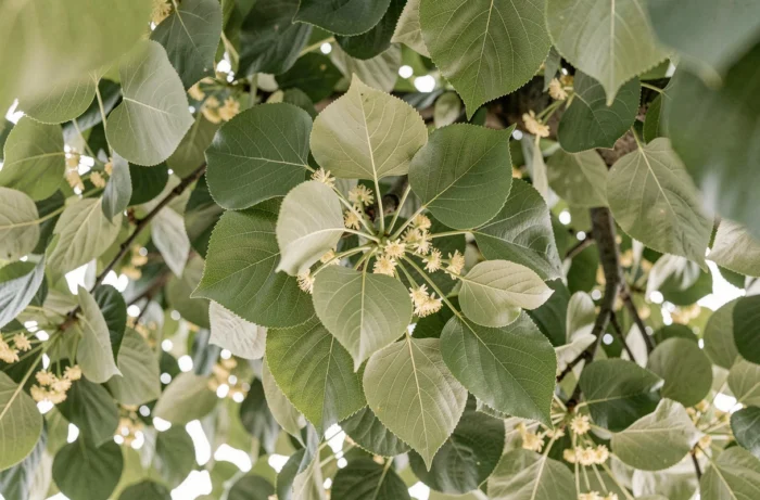 Vue en contre-plongée du feuillage d'un tilleul (Tilia) avec fleurs jaunes pâles en été